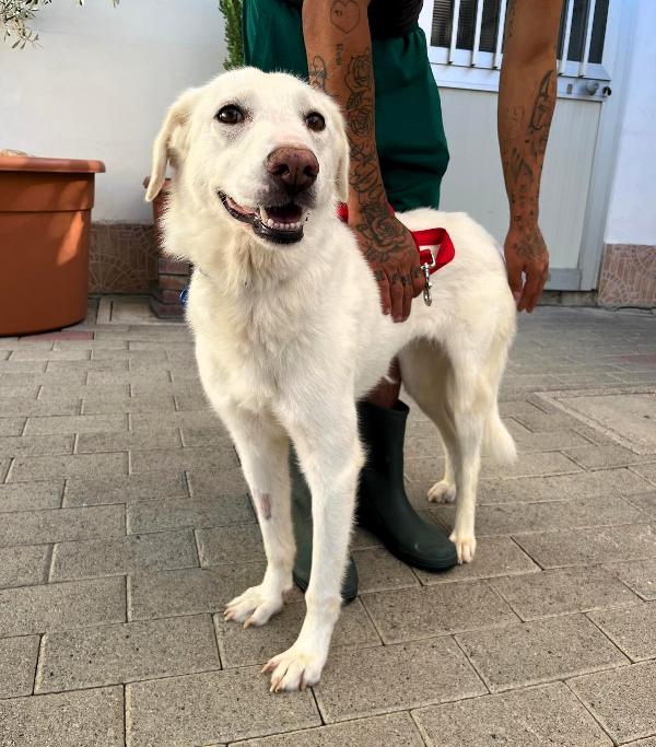 Aurora Bellissima Cagnolina